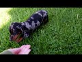 Miniature Dachshund dogs for sale: Dodger - Video 1