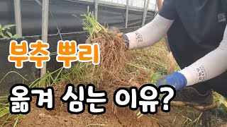 지금 부추 뿌리 옮겨 심으면 좋은 이유? 텃밭농사 꼭 심어야 하는 작물