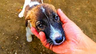 Abandoned Puppy Gets a New Chance at Life