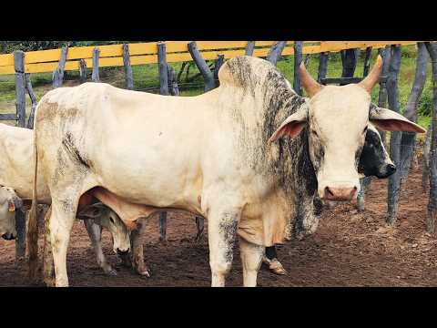 FEIRA DO GADO NO BOLA EM PANELAS-PE     14-06-2026  #nordeste