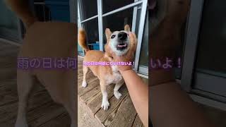犬猫の雨の日の暮らし#老犬#黒猫#愛犬ピット