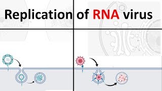 replication of RNA virus