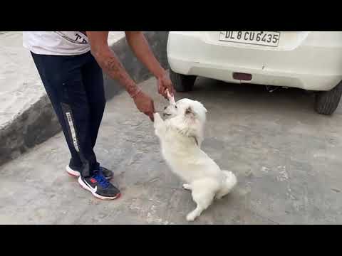 Harmeet with jackey 🤗🤗