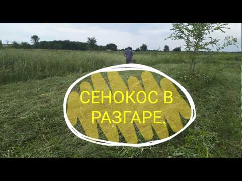 Сенокос в разгаре.Заготовка сена для кроликов.