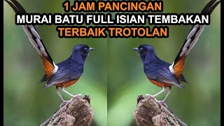Download lagu 1JAM! Pancingan Masteran MP3 Murai Batu Gacor Full Isian Tembakan Mewah mp3 Download lagu 1JAM! Pancingan Masteran MP3 Murai Batu Gacor Full Isian Tembakan Mewah mp3