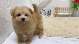 ハーフ犬の動画01