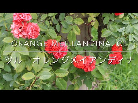 つるバラ「アンドレ・ル・ノートル」