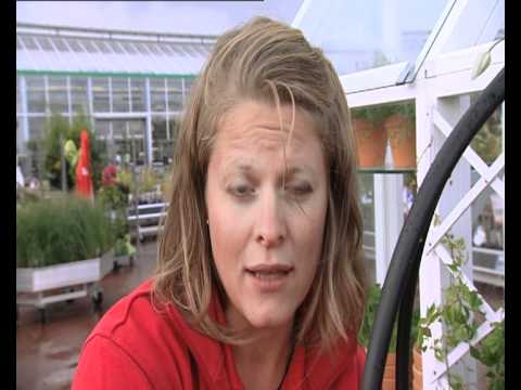 Plantagen 6 - Klätterväxter.mov