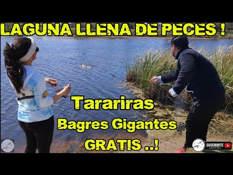 ESTA LAGUNA ESTA LLENA DE PECES, TARARIRAS, BAGRE GIGANTE Y ES TOTALMENTE GRATIS, LA CONOCIAN ? 🎣❣️