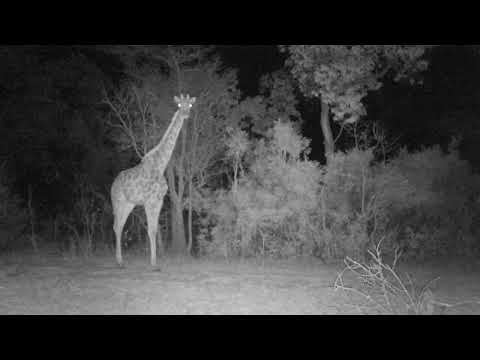 GIRAFFE AT NIGHT (CAMERA TRAP) WELGEVONDEN GAME RESERVE