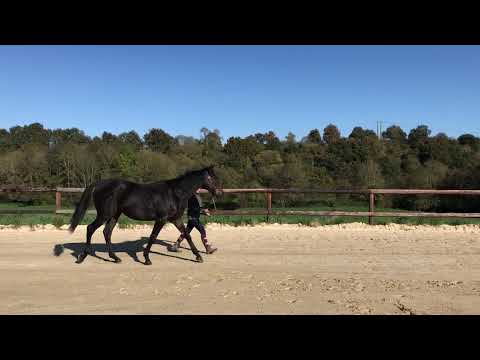 2020 Autumn Sale - Lot 713 g. SLICKLY ROYAL x KETZAL