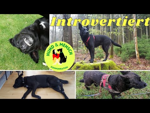 The introverted scout - my experiences