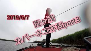 吉田尚晃 撮影　霞ヶ浦カバーネコ炸裂part3