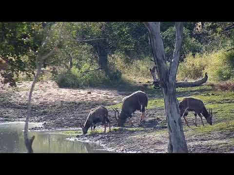 Djuma: Nyala bulls - 14:43 - 06/22/20