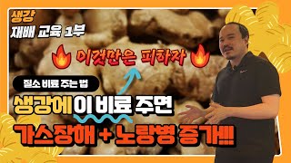 생강에 비료 잘못주면 가스장해+노랑병 증가합니다! 이것만은 피해서 농사 지읍시다! | 농사 100단