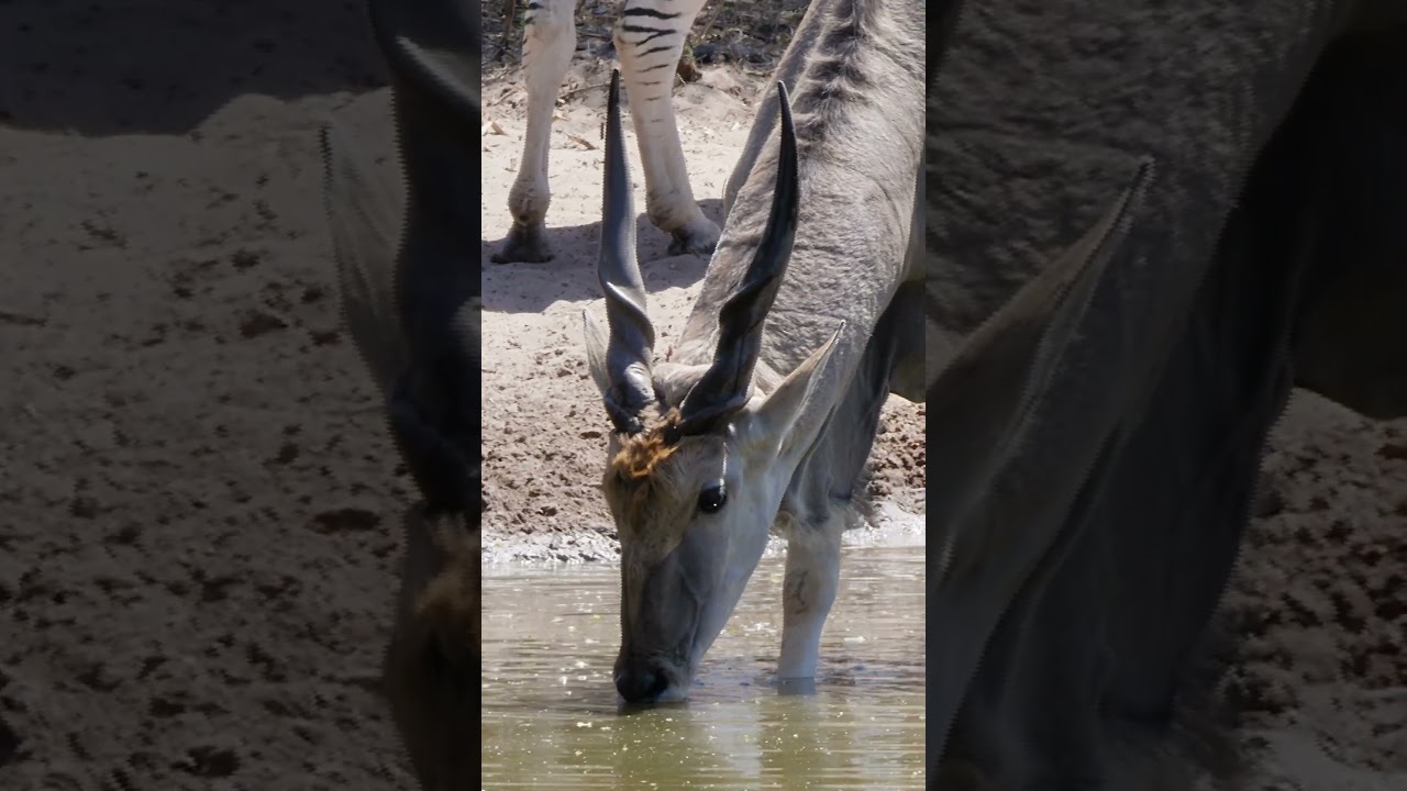 Eland Antelope Drinking: Hydration & Waterhole Ecology