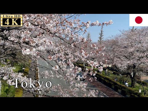 🇯🇵Cherry Blossoms, SAKURA - Tokyo Spring Walk - 【4K 60fps】