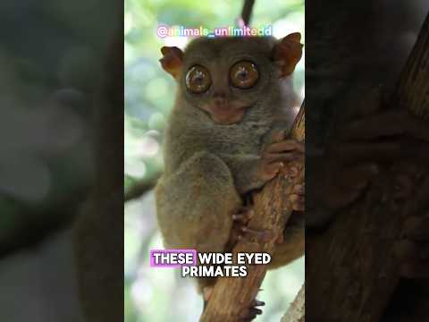 This small primate looks like an alien 👽 🛸