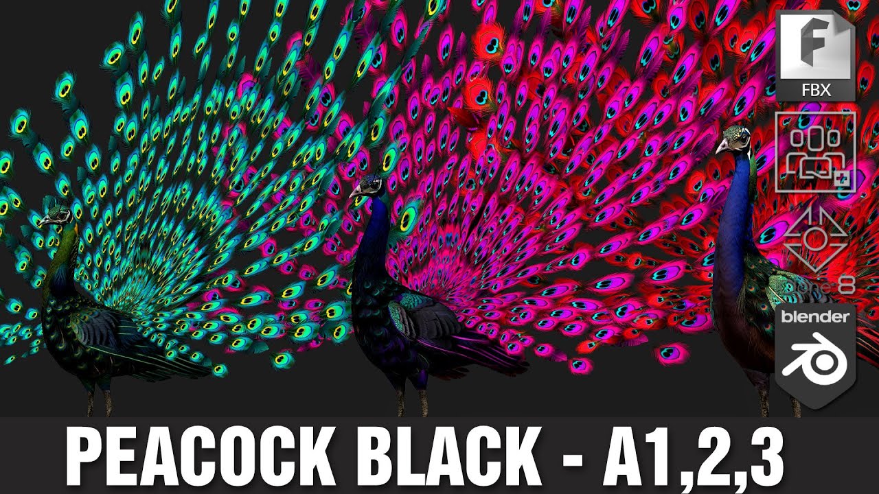 Pfauenschwarz-A1 3D Modell