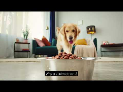 Discover the Best Dog Food for Your Husky A Comprehensive Guide