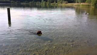 preview picture of video 'Video: Met Bo zwemmen in het kraak heldere water van de de Bosmolenplas'