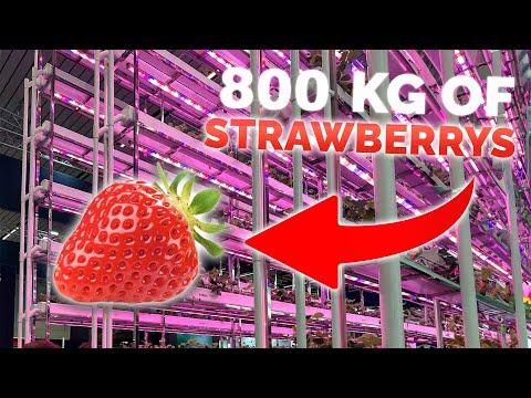 Growing 800 kg Of Strawberries Annually On 12m2