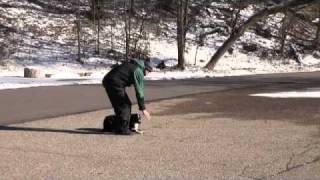 Bella (Australian Shepherd) - Obedience Training Level I.