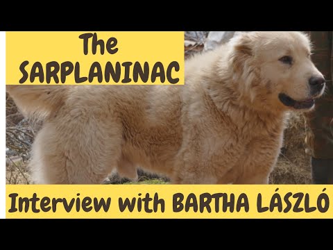 The SARPLANINAC - Interview with a Livestock Guardian Dog Expert, Laszlo Bartha! DogCastTV!