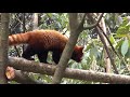 Red Panda--the cutest animal in India