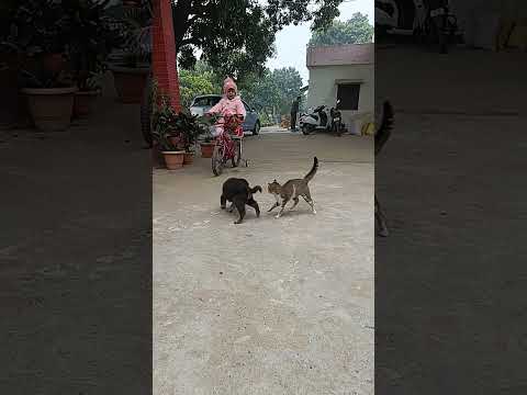 Simba, Mini & Me😀