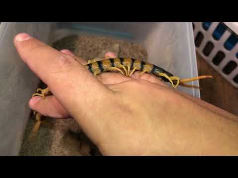 Stonožka púštna (Scolopendra heros) — terárium, kŕmenie a správanie