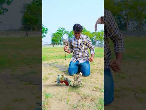 T-Rex Dinosaur, Raptor Dinosaur & Dragon defeated by God of Thunder with his hammer | Dinosaur Point