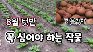8월 텃밭에 꼭 심어야 하는 작물? 가을 감자 이렇게 심으면 절대 실패 안한다