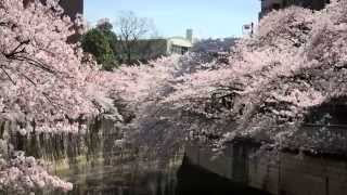 preview picture of video 'ＪＩＴＶ 四季シリーズ　日本の桜＠神田川_2015 / Japanese cherry blooms at Kanda River / 日本神田川之櫻花盛開'
