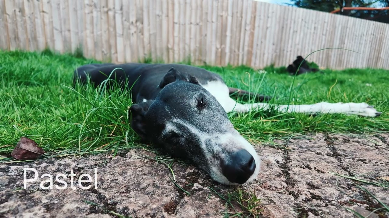 DJI Osmo Pocket 4 — Film modes (4K/60) - YouTube