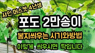 #샤인머스켓봉지씌우는방법  #샤인머스켓봉지씌우는시기 #샤인머스켓봉지싸기