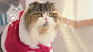 Merry Christmachu video