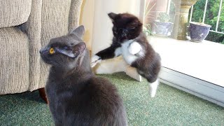 CATS & KITTENS always make us LAUGH - Funny pets