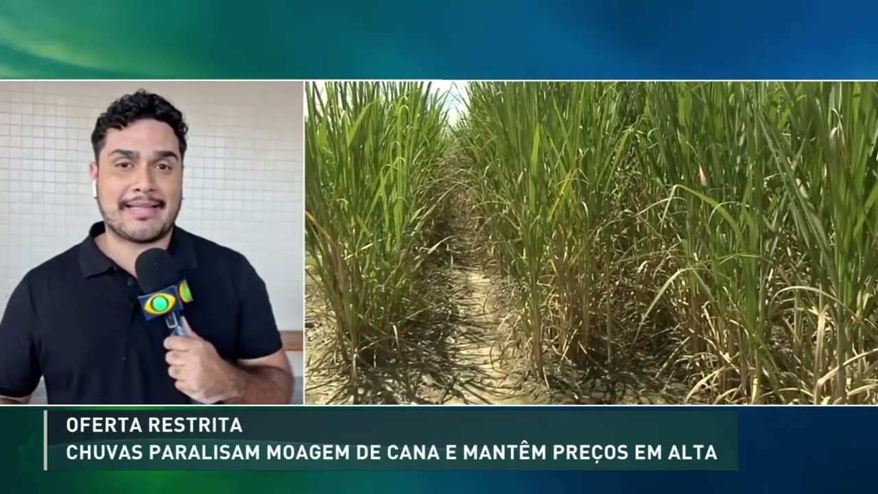 Chuvas atrasam colheita e escoamento da cana-de-açúcar em São Paulo