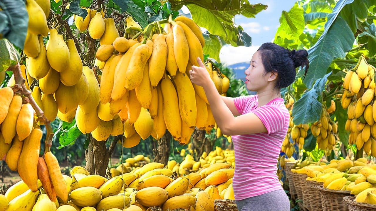 Harvesting Papaya Hybrid Banana & Go To Market Sell,Building A Daily Life|Harvesting Farm Produce