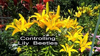 Lily Beetles *How To Save Your Lily Plants *