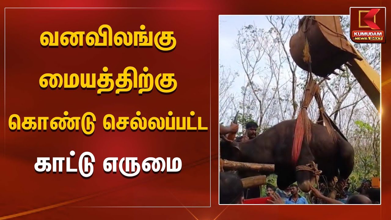 Forest Department | வனவிலங்கு மையத்திற்கு கொண்டு செல்லப்பட்ட காட்டு எருமை | Kumudam News