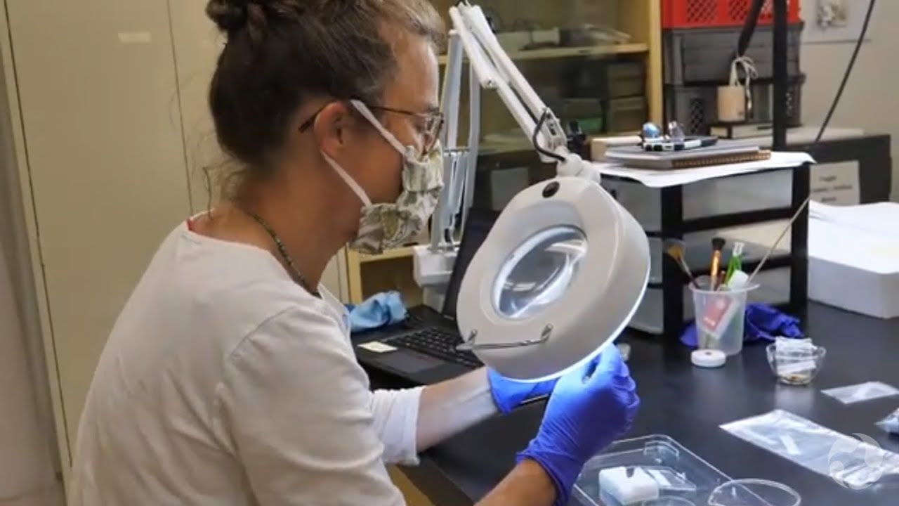 Conservators in Action