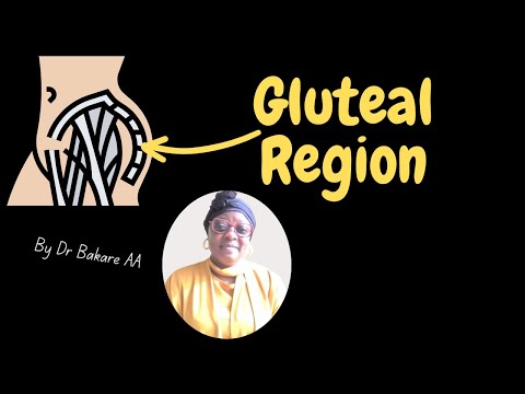 Gluteal region // gluteal bony landmark, muscles, ligaments and neurovascular structures.