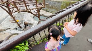 【のぼりべつクマ牧場🐻】クマは満腹？！アヒルレースも！