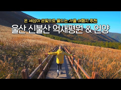 11월 여행지 찾으세요? 후회 없는 가을여행지는 바로 여기!  울산 신불산 억새평원 & 언양 BEST 6