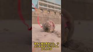 日本の伝説や神話