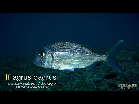 Pagrus pagrus