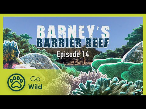 Snot-guzzling parrotfish to poo-cleaning cucumbers, - Barneys Barrier Reef 14/20 - Go Wild