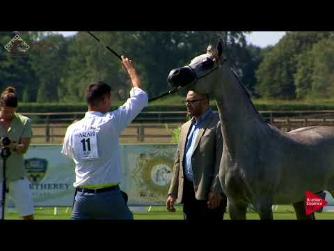 N.11 D RANNANAH - Chantilly 2018 AHO World Cup - Yearling Fillies (Class 1B)